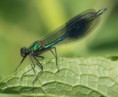 /album/my-local-birding-gallery/banded-demoiselle-4-ossett-jpg/